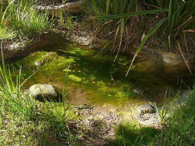 Pianta acquatica: Ranunculus trichophyllus